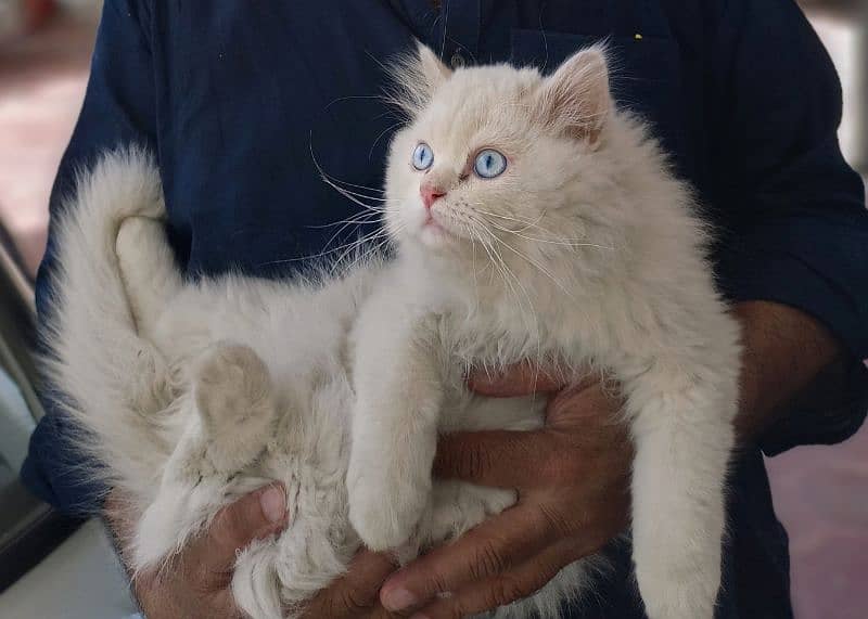 Persian White cat 0