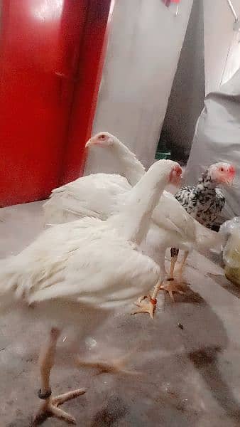 Samoo Male and Fe male 0300.4590. 211 2
