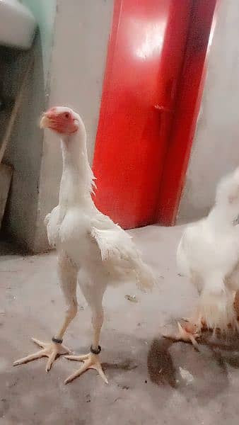 Samoo Male and Fe male 0300.4590. 211 3