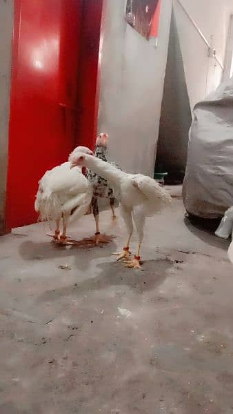 Samoo Male and Fe male 0300.4590. 211 4