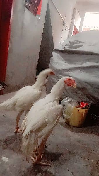 Samoo Male and Fe male 0300.4590. 211 5