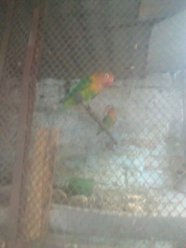 love bird parrot pair hai 0