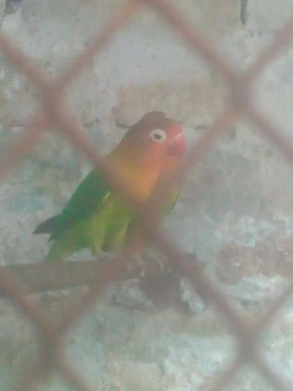 love bird parrot pair hai 1