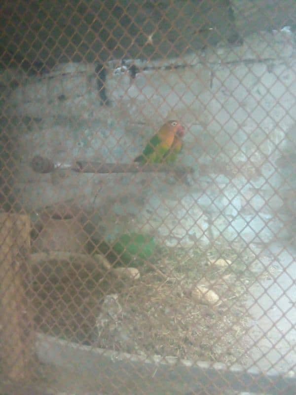 love bird parrot pair hai 2
