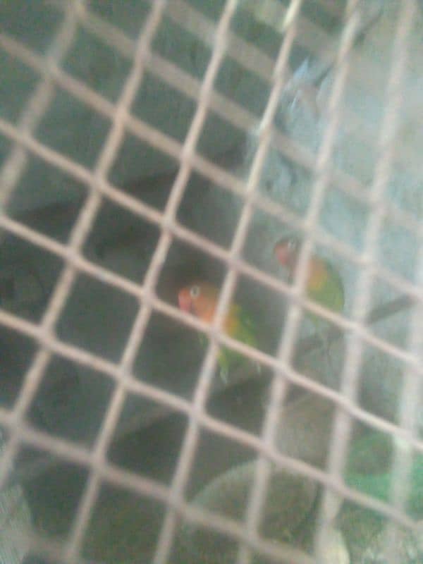 love bird parrot pair hai 3