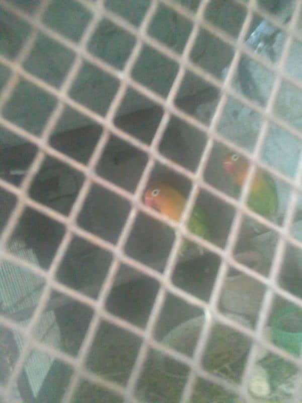 love bird parrot pair hai 4