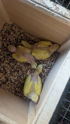 Chicks