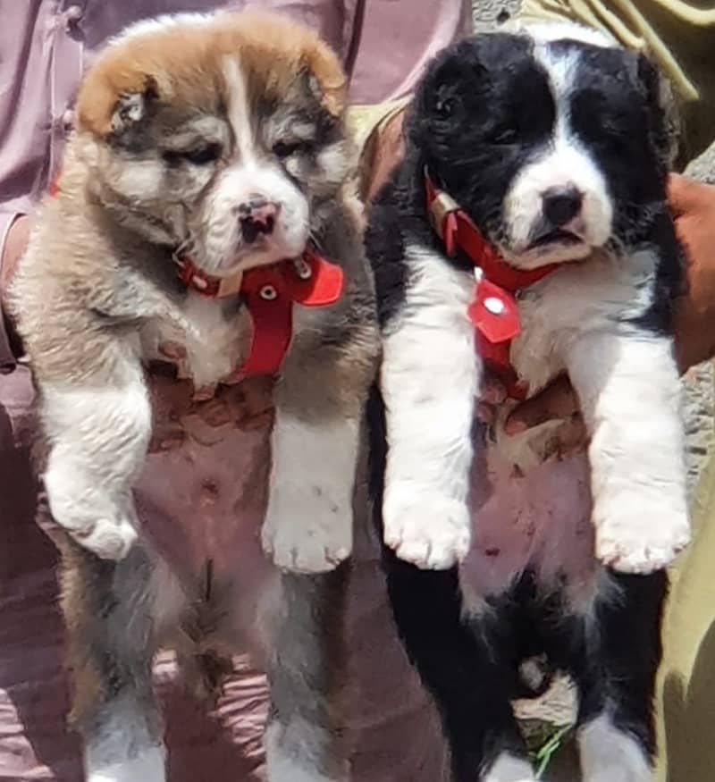 Alabai Pair / security Dog /  Alabai puppies 0