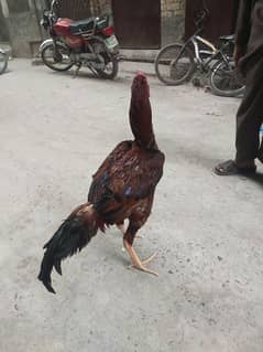 Lakha