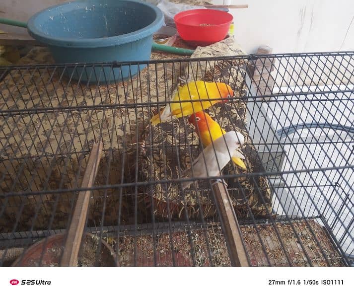 lutino personata red eye breeder pair with chick 0