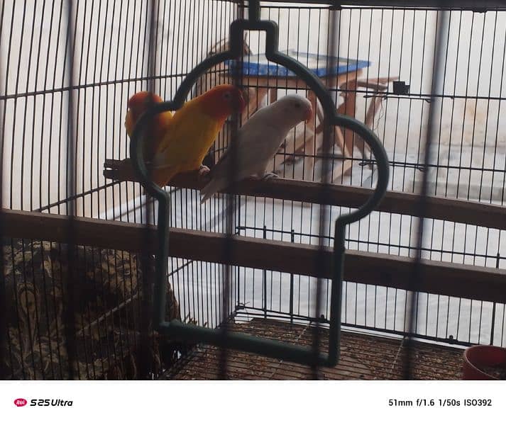 lutino personata red eye breeder pair with chick 1
