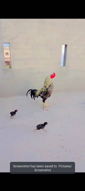 17 kids And 1 complete pair 2