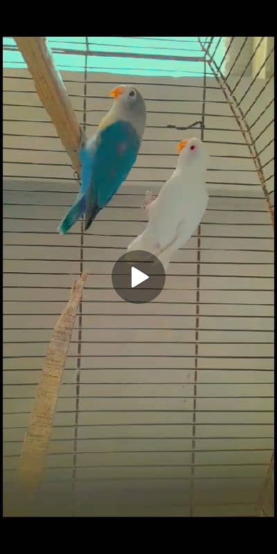 Love bird different mutations Albino, Opline, Lutino, Fisher 0