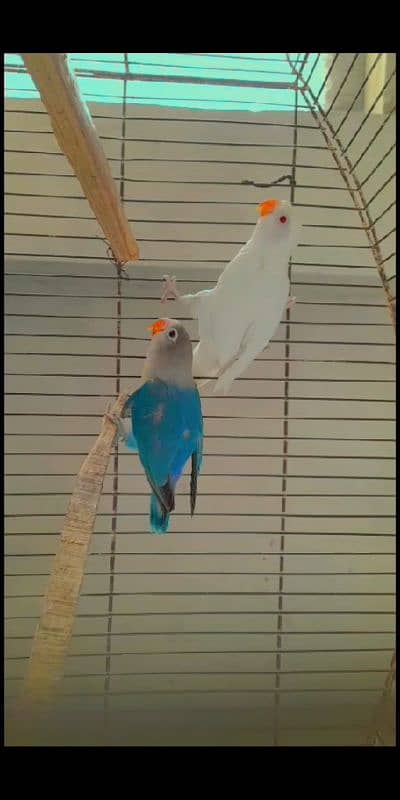 Love bird different mutations Albino, Opline, Lutino, Fisher 2