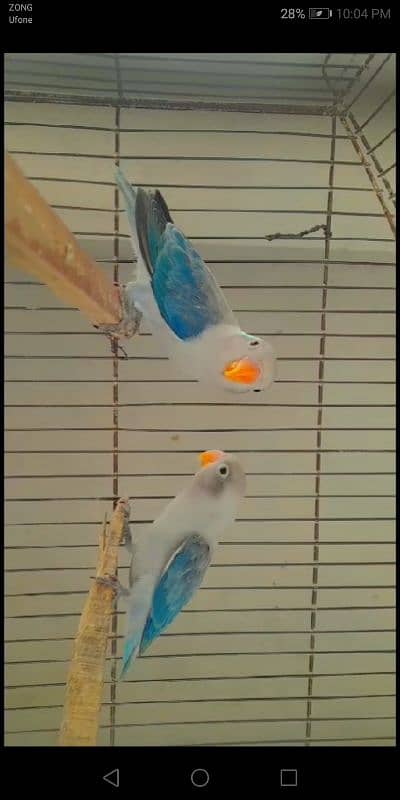 Love bird different mutations Albino, Opline, Lutino, Fisher 3