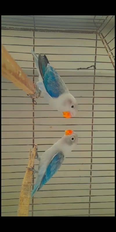 Love bird different mutations Albino, Opline, Lutino, Fisher 4