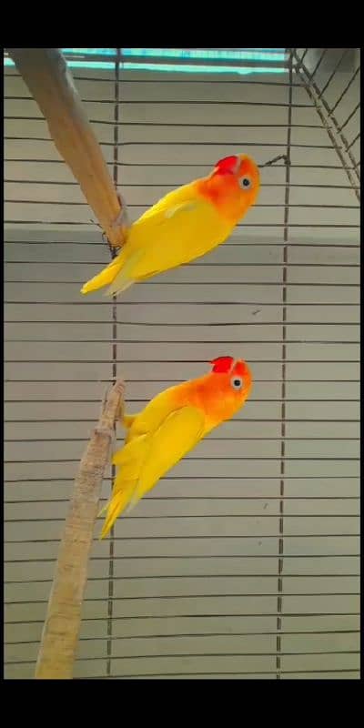 Love bird different mutations Albino, Opline, Lutino, Fisher 5