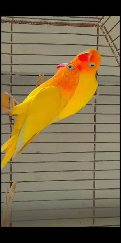 Love bird different mutations Albino, Opline, Lutino, Fisher 6