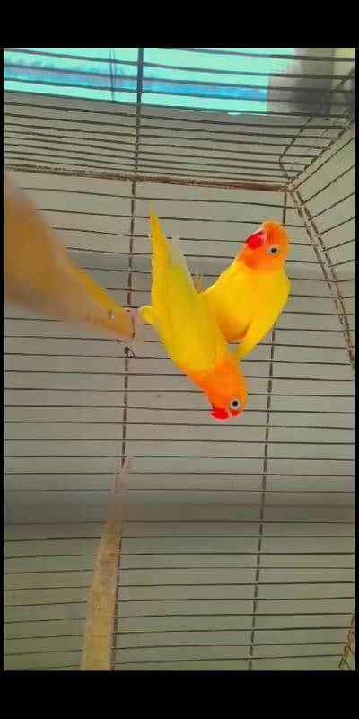 Love bird different mutations Albino, Opline, Lutino, Fisher 7