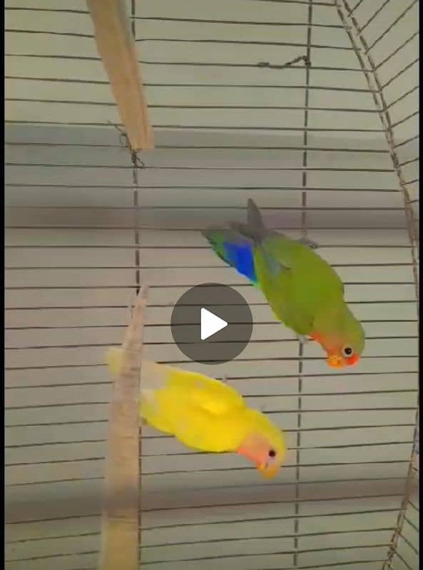 Love bird different mutations Albino, Opline, Lutino, Fisher 9