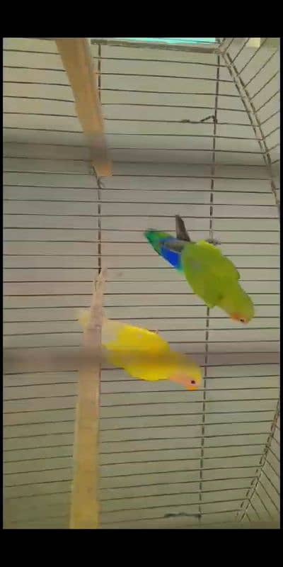 Love bird different mutations Albino, Opline, Lutino, Fisher 10
