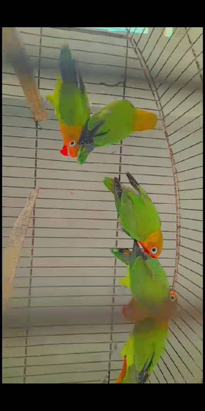 Love bird different mutations Albino, Opline, Lutino, Fisher 11