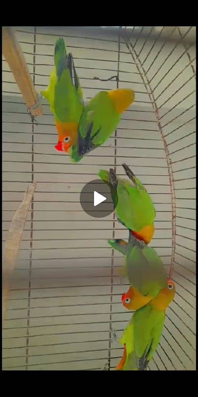 Love bird different mutations Albino, Opline, Lutino, Fisher 13