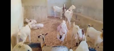 Qurbani