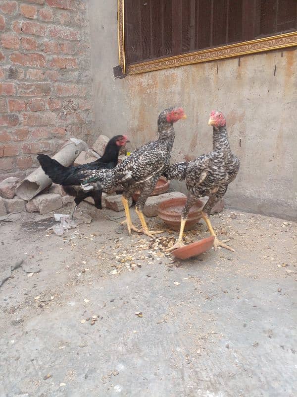 shamo pathy 3 adad 0
