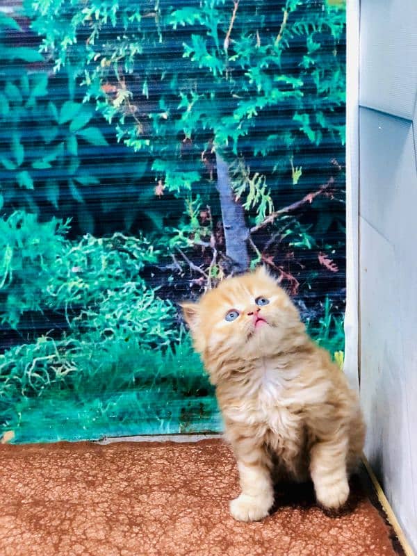 Persian Punch face triple coat cat Kitten 12