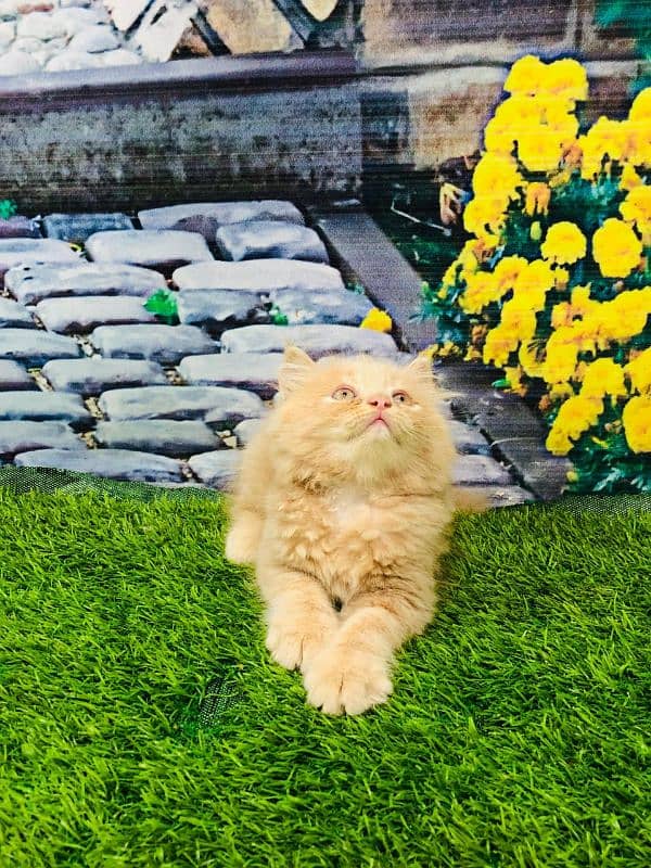 Persian Punch face triple coat cat Kitten 16