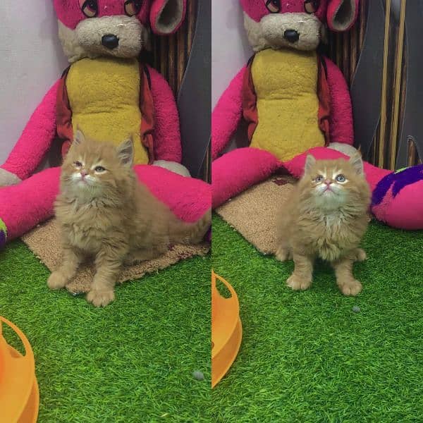 Persian Punch face triple coat cat Kitten 18
