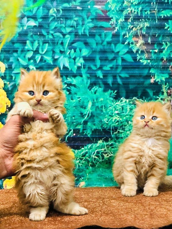 Persian Punch face triple coat cat Kitten 1