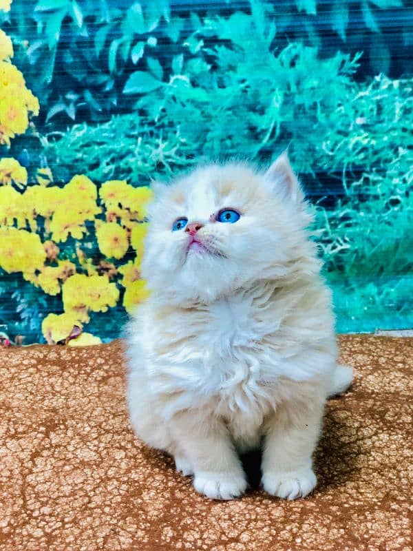 Persian Punch face triple coat cat Kitten 2