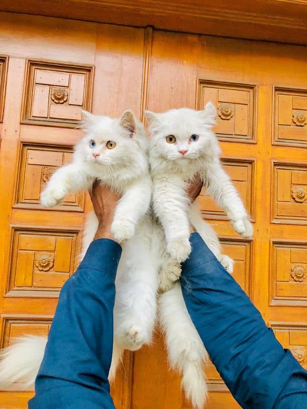 Persian Punch face triple coat cat Kitten 4