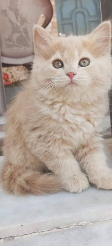 Persian Punch face triple coat cat Kitten 10
