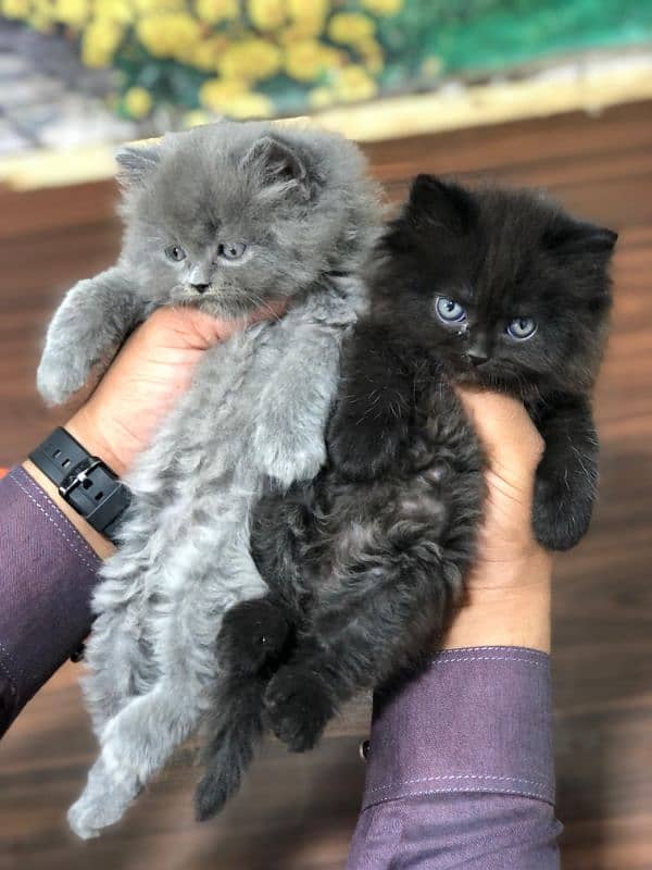 Persian Punch face triple coat cat Kitten 3