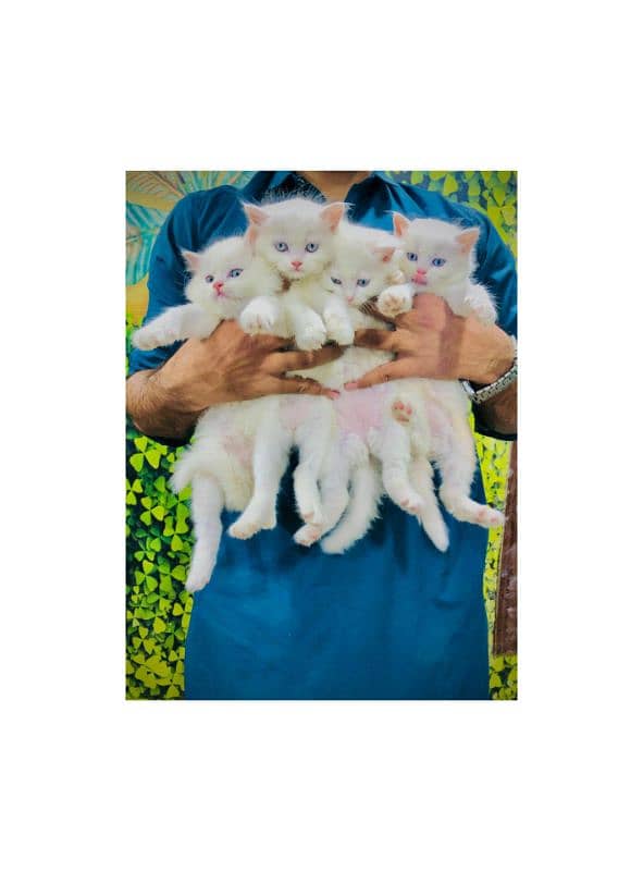 Persian Punch face triple coat cat Kitten 5