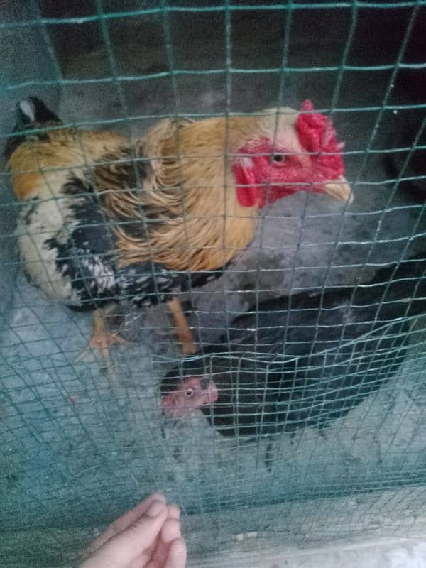 Aseel pair 2