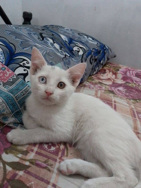 Persian baby cat 1