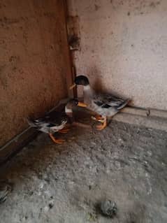 ducks