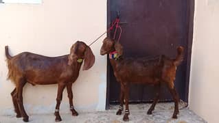 Munda bissar tapra