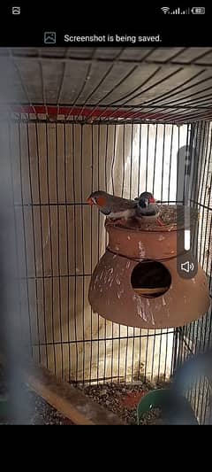 finch 2male   for sell