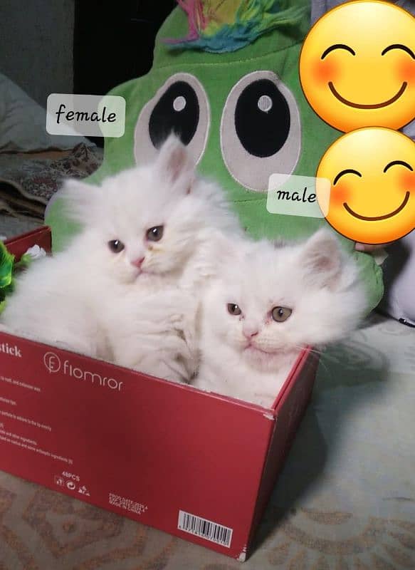 persian triple cot kitten 0