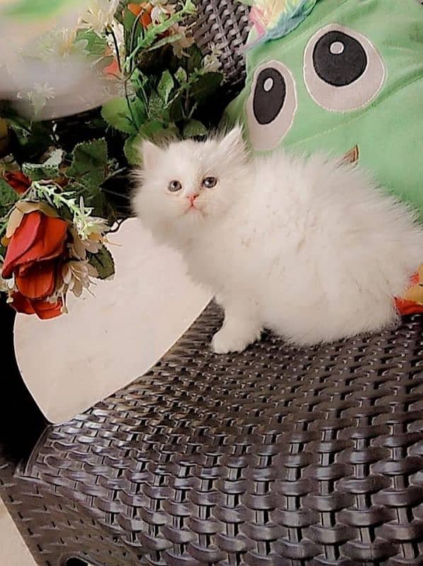 persian triple cot kitten 1