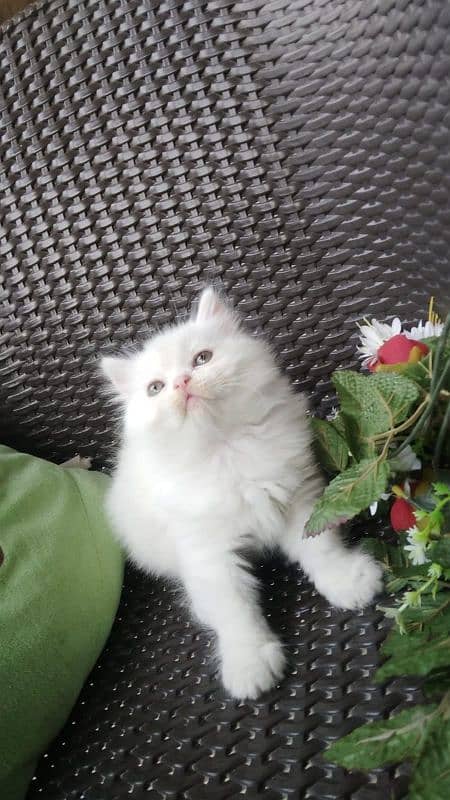 persian triple cot kitten 2