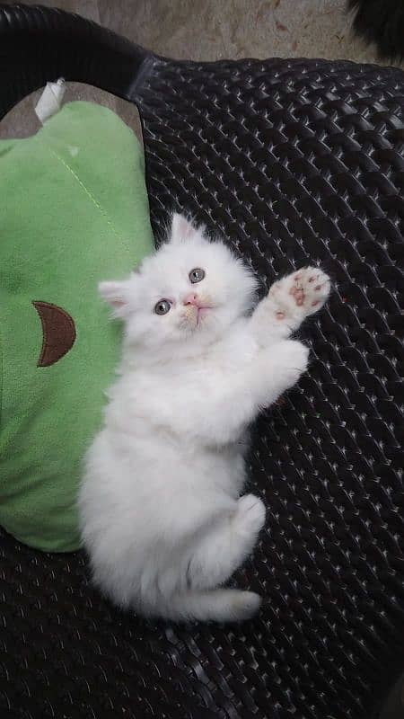 persian triple cot kitten 3