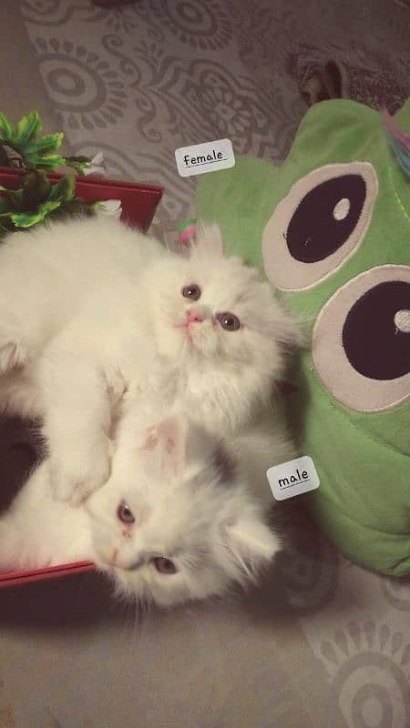 persian triple cot kitten 4