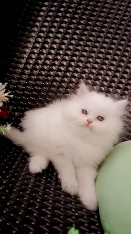 persian triple cot kitten 5