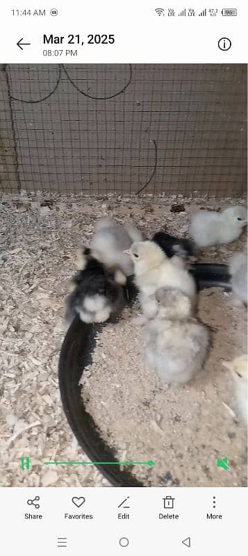 bantam chicks far sal 03041727626 0